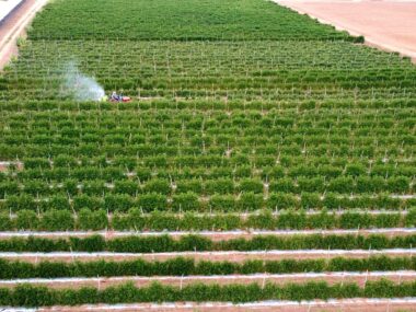 Agriculture jobs in New Zealand for foreigners