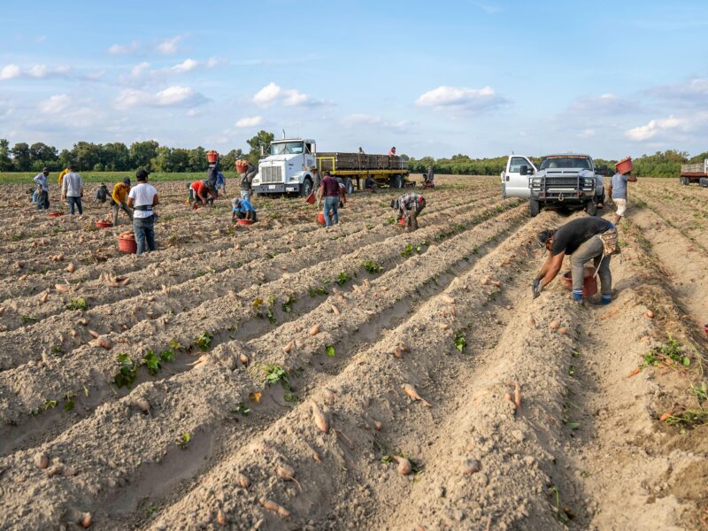 Farm Laborer Jobs in the USA with Visa Sponsorship