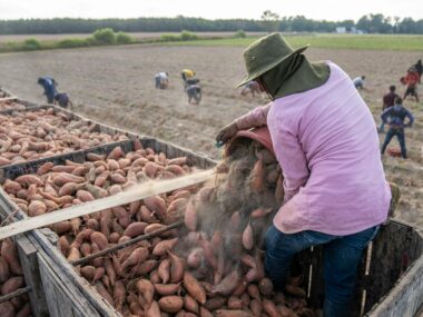 Seasonal Farm Labor Jobs in Norway with Visa Sponsorship