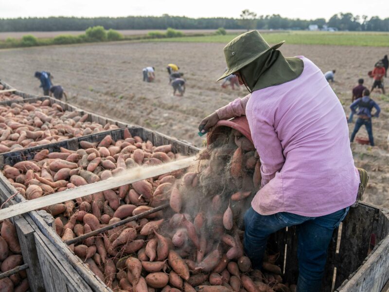 Seasonal Farm Labor Jobs in Norway with Visa Sponsorship