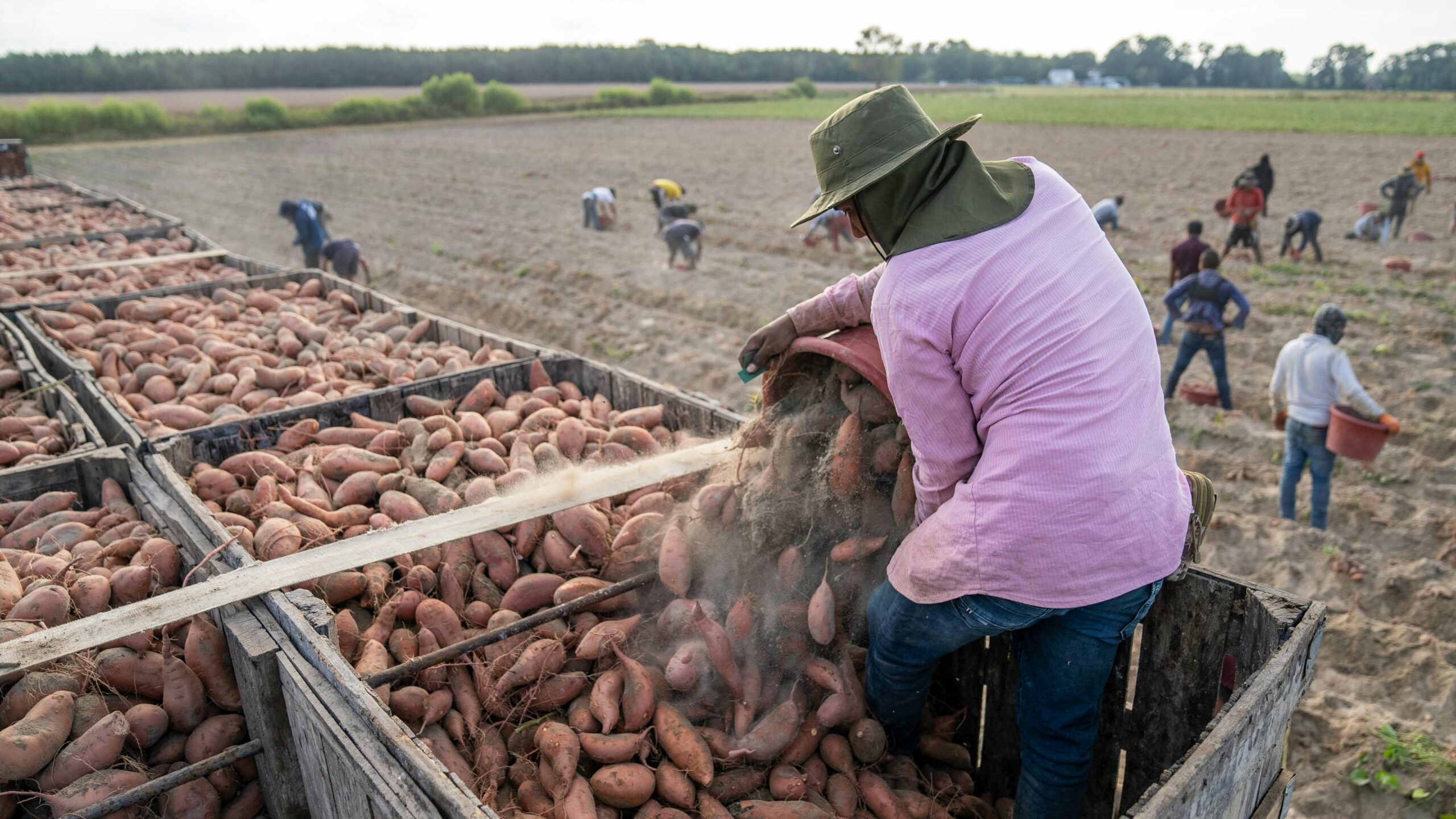Seasonal Farm Labor Jobs in Norway with Visa Sponsorship