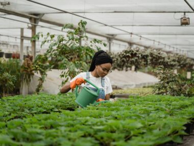 Farm Jobs in Japan with Visa Sponsorship